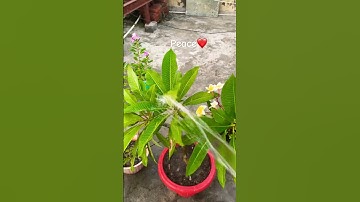 Thumbnail of Simple things give me peace #music #love #song #thestrugglinggardener