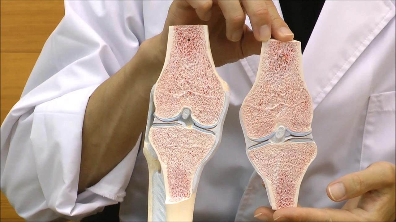 膝関節模型 3B 膝関節断面モデル Amazon.co.jp: 膝関節の内部構造を