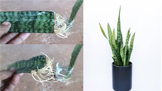 Easy To Grow Aquatic Tiger Tongue Leaf Plant With Water