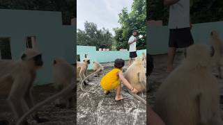 Series 228 – Patli Kamarya More | Part 2 🐒🐒✨ #langurmonkey #monkey