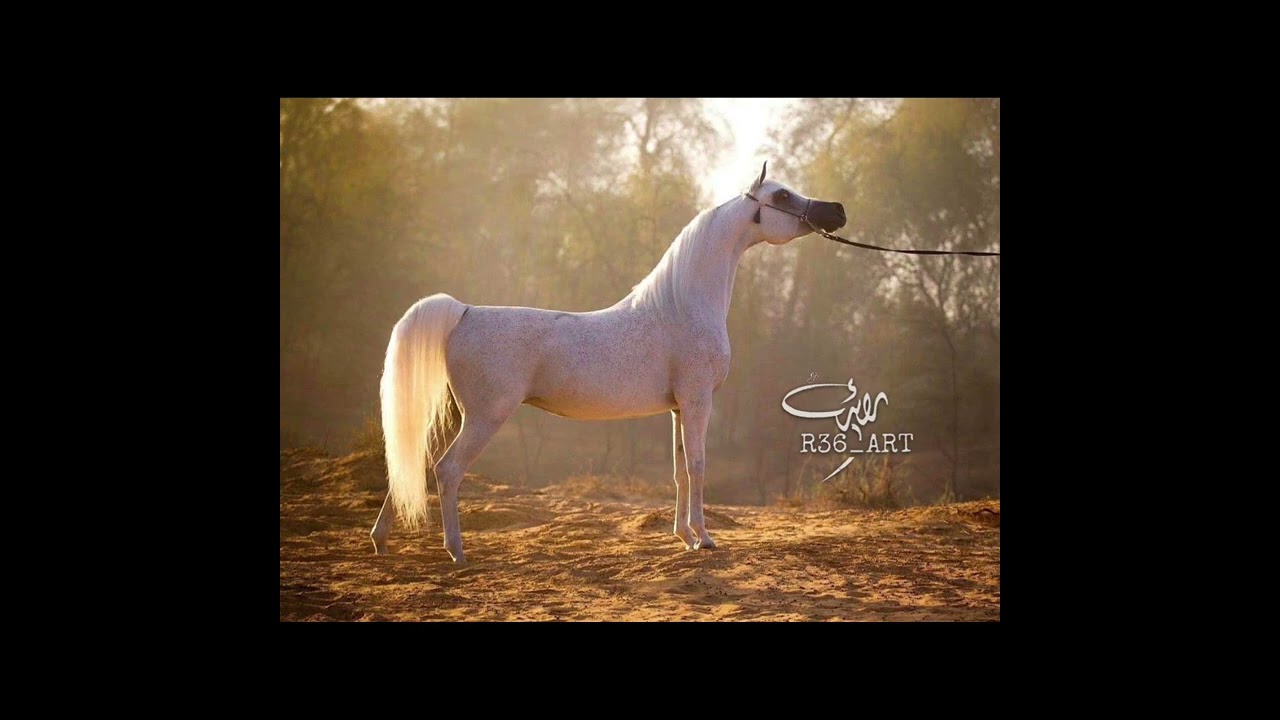 خف القطين ، 