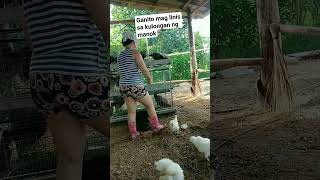 Lagyan ko nang sabon para walang baho#trending #viral #viralvideo #trend #farmlife #manokan