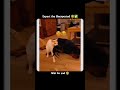 Unexpected 🤣✅ #funny #shortsviral #youtubecreator #memes #shortvideos #youtubeblogger #comedy #yt