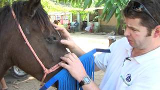 Your Fly Fringes making a difference to Honduran Cart Horses