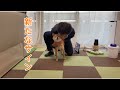 福ちゃんのお腹に小さなサインが出始めました