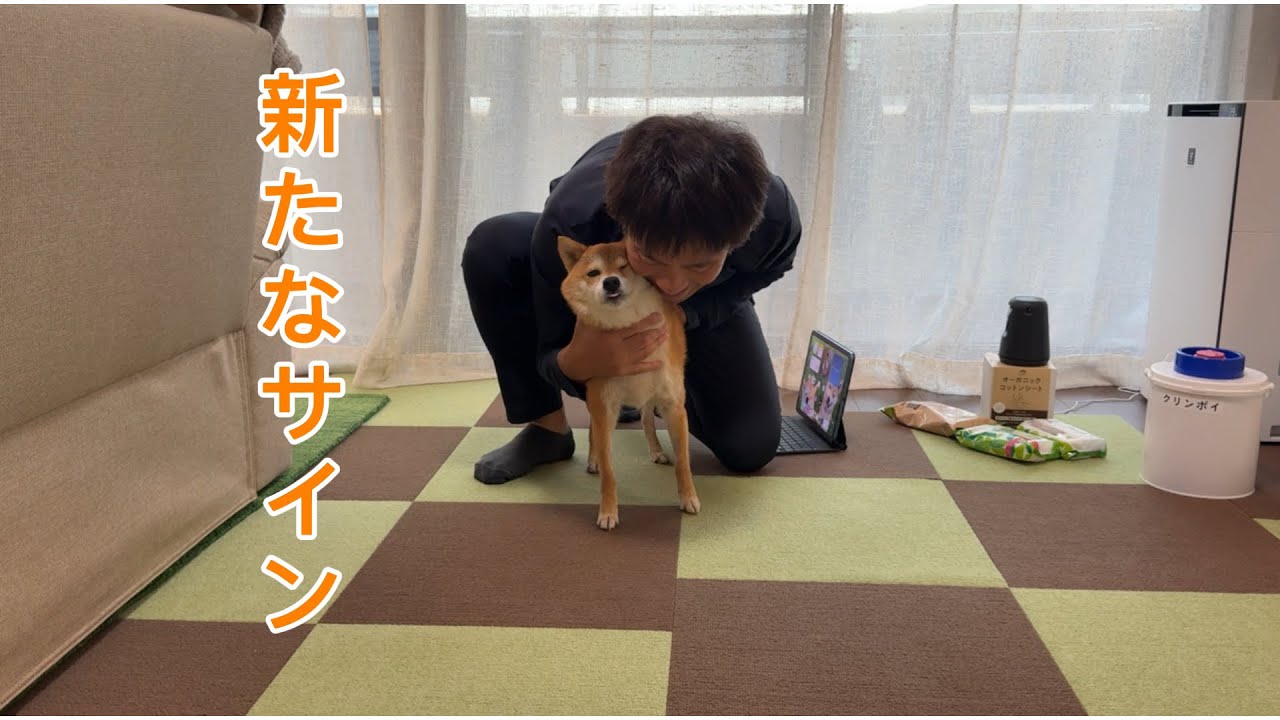 Small signs are starting to appear in Fuku-chan's belly. - YouTube