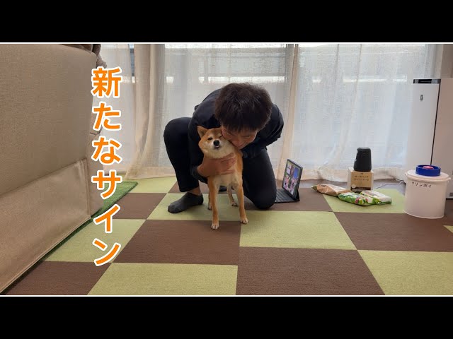 Small signs are starting to appear in Fuku-chan's belly. - YouTube