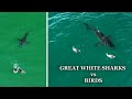 Great white sharks vs birds a collection of incredible encounters