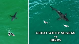 Great White Sharks Vs Birds: A Collection of Incredible Encounters