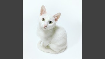 Tasteful Music for Mysterious Cat Behavior