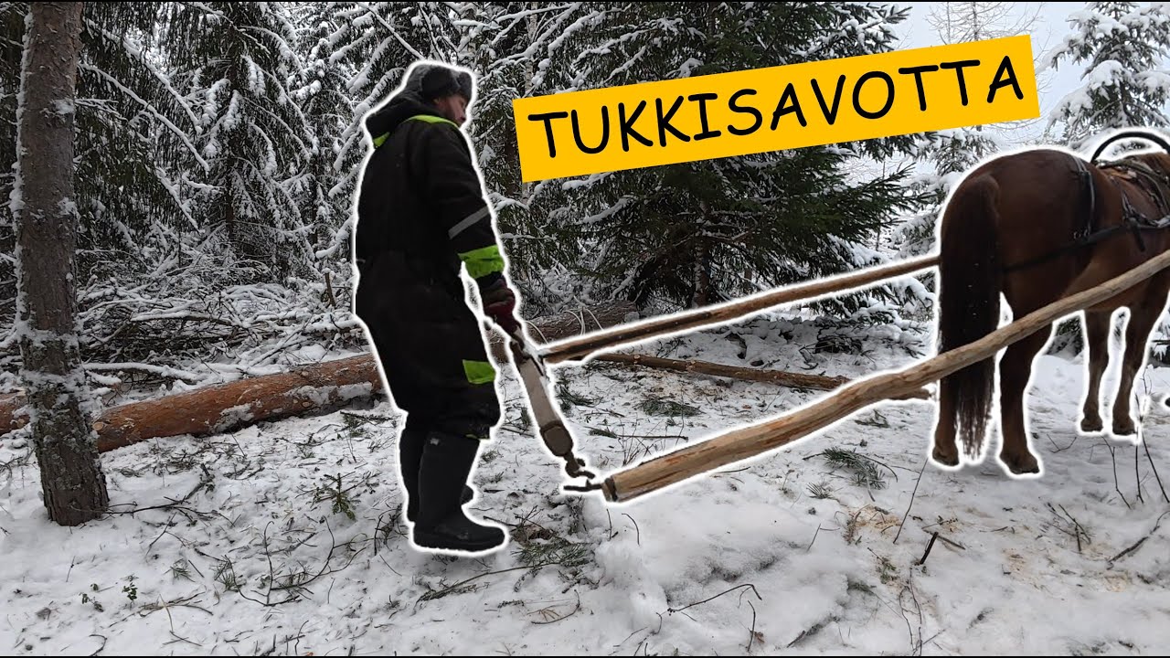 Aitoa metsätyötä: Suomenhevonen vetää 5-metristä tukkia