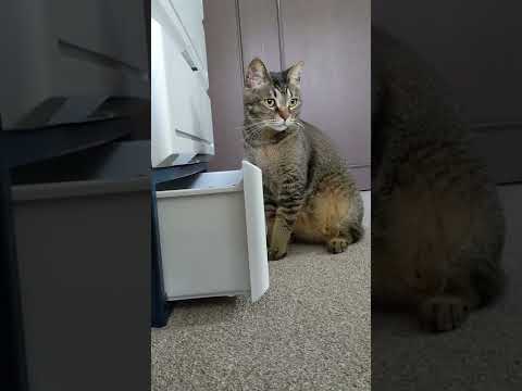 タンスを物色する泥棒猫