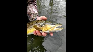 Wisconsin Trout Fishing - 3/4/2018