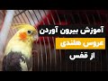 🛋عروس هلندی رو از قفس بیرون بیارم یا نه؟