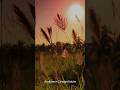 New Music - Ambient Dreamfields #ambientmusic #ambientdreamfields #mindfulness #meditation #atmos