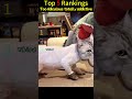 Healing kitten #best #cat #catlife #funny #pets