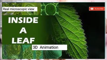 Travel deep Inside a leaf 🌿| California Academy of Sciences