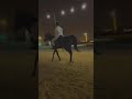الخيل الاصيل