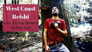 West Coast Reishi (Ganoderma oregonense) | Mushroom Mysteries |  Harmonic Arts