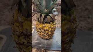 Quick and easy Tepache pineapple easy recipe fermented