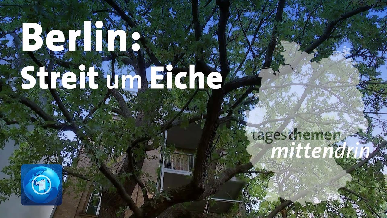 Berlin: Streit um alte Eiche | tagesthemen mittendrin