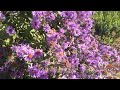 Bees on Asters