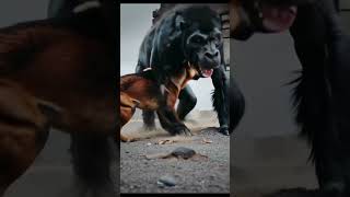 Wild Dog Vs Gorilla