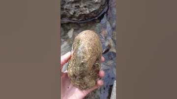 Nautilus fossil treasure hunting