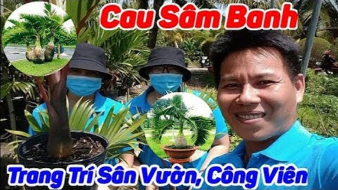 Siêu Thị Cây Cảnh | Cây Cau Sâm Banh ( Cây Giống ) | Anh Hoa - Làng Hoa Trăm Tuổi (Vlog 15)
