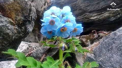 The Valley of flowers | Tour | NCERT | Class-4 | EVS | Chapter -11 |