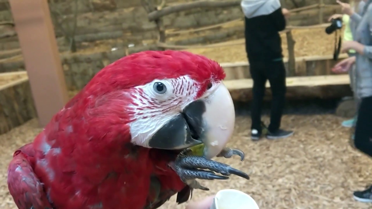 Papugarnia w rzeszowie