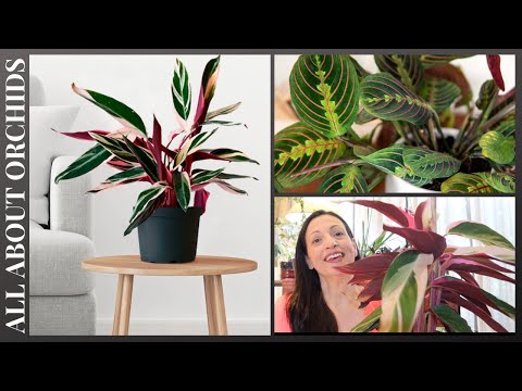 Βίντεο: Maranta Red Prayer Plant Growing – Μάθετε για τη φροντίδα των φυτών Red Prayer
