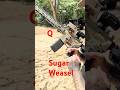 Whats your opinion on the Q Sugar Weasel!
