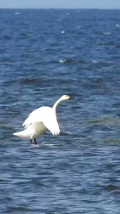 Малый лебедь #птицы #birds #wildlife #nature #лебедь - YouTube