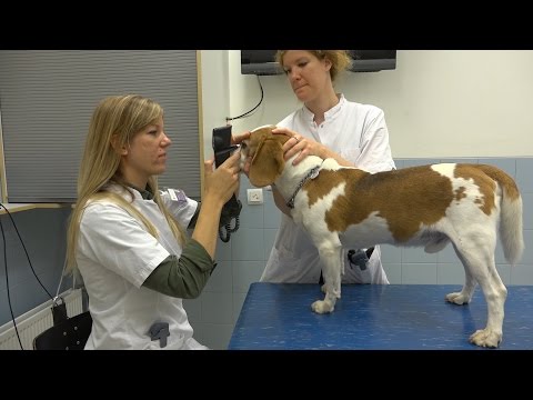 Video: Voordelen Van Veterinaire Huisbezoeken - Dagelijkse Dierenarts