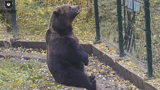 Когда переделал все дела и уже не знаешь чем заняться🐻🤔