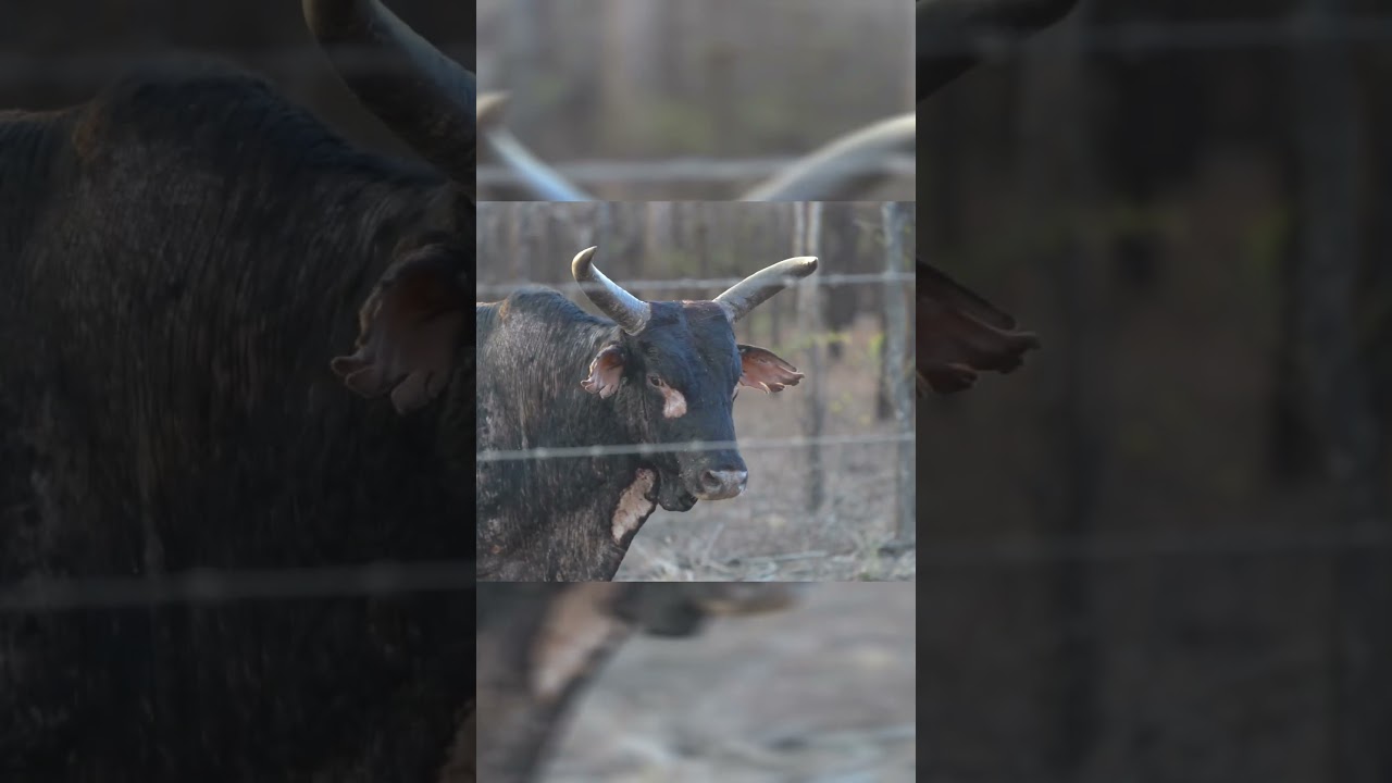 Big Game Hunting Highlights - 2024 Northern Territory, Australia 