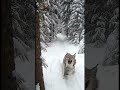 POUNCED: Huge Eurasian Lynx Attacks My Security Camera! 😱🐾💥