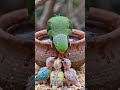 parrot baby 🐥#shorts #ai #shortsfeed #viral #youtubeshorts