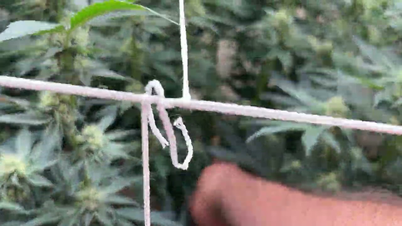 Cookies seedbank- Wet Wet (RUNTZ X CHEETAH PISS) Day 31 Flower pheno hunt