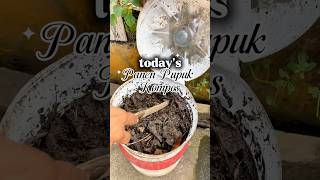 Panen pupuk kompos #pupukkompos #panenpupukkompos #belajarberkebun