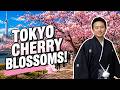 Cherry Blossoms Tokyo Hirai Station