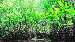 Mangrove Forest Bird Singing for Relaxation and Meditation | 1 Hour Video