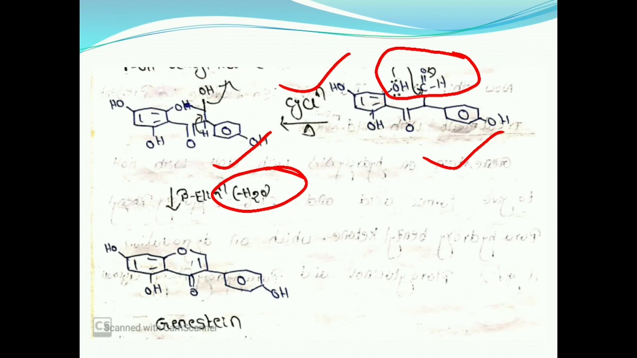 Flavonoids part8 YouTube