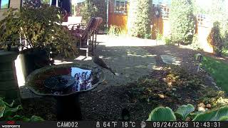 Flicker Fans Cam