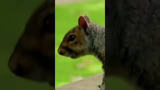 How Squirrels Outsmart Their Forest Rivals | How Do Animals Do That? S1 E8 | Animal Planet India