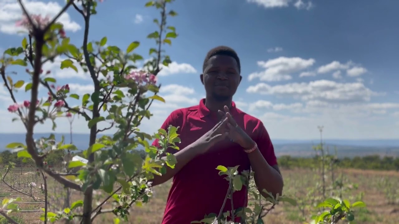 Kuwa mkulima wa tufaha 😎🍎😎🍏😎