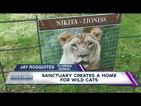 sanctuary-creates-home-for-neglected-wild-cats