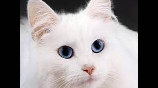 Slideshow of Cats (Pre-2007 photos)