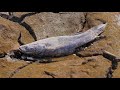 Giant Fish Catching By Smart Boy,Dry Season Fishing Catch And Find Secret Fish Underground